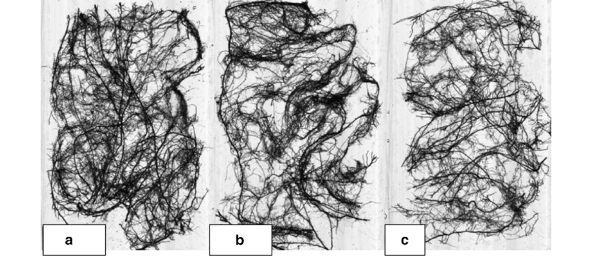 850x380 The Difference Of Sugarcane Root Growth - Sugar Cane Sketch