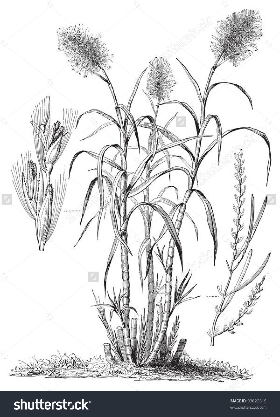 1073x1600 Engraved Illustration Sugar Cane - Sugar Cane Sketch