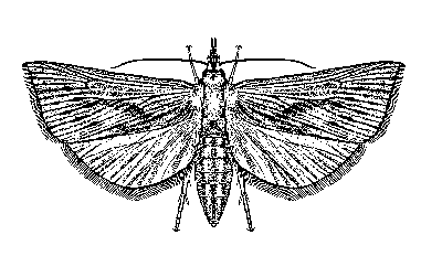 400x232 Sugarcane Borer - Sugar Cane Sketch