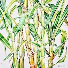 236x236 Sugarcane.gif Assorted Gif In 2018 - Sugar Cane Sketch