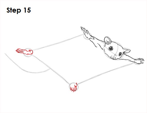 500x386 How To Draw A Sugar Glider - Sugar Glider Sketch