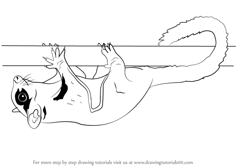 800x566 Learn How To Draw A Sugar Glider (Other Animals) Step By Step - Sugar Glider Sketch