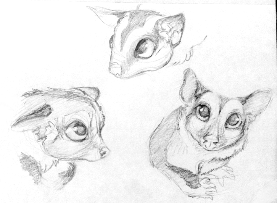 936x686 Sketch Studies - Sugar Glider Sketch