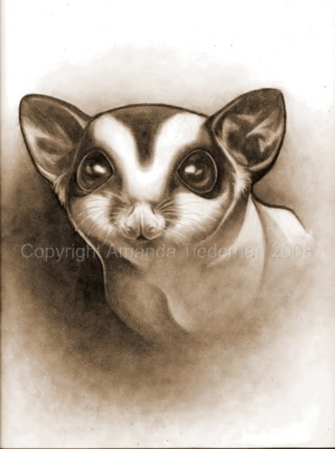 478x640 Sugar Glider Central View Topic - Sugar Glider Sketch