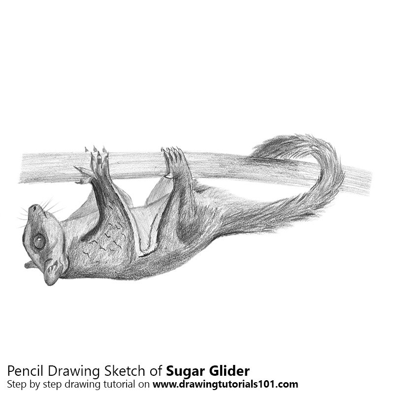 800x800 Sugar Glider Pencil Drawing - Sugar Glider Sketch