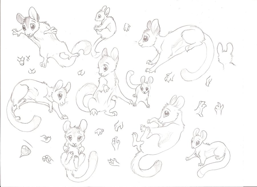 900x653 Sugar Glider Sketch Dump By Kokamo77 - Sugar Glider Sketch