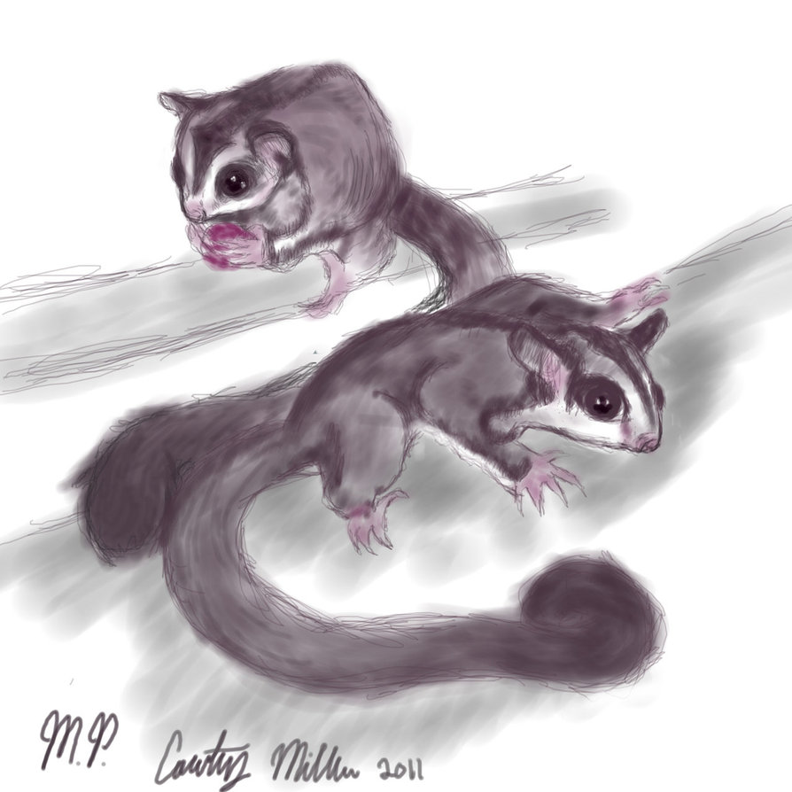 894x894 Sugar Glider Sketches By Sangochan56 - Sugar Glider Sketch