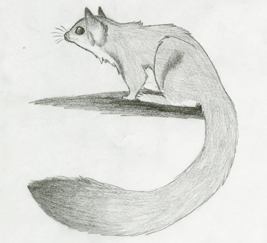 900x819 Sugar Glider By Timber Wolf Spirit - Sugar Glider Sketch