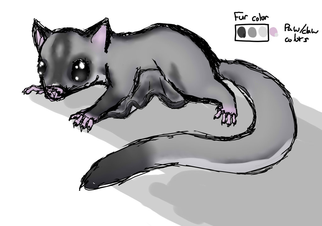 1024x719 Sugar Glider Sketch By Duskwolfatdawn - Sugar Glider Sketch