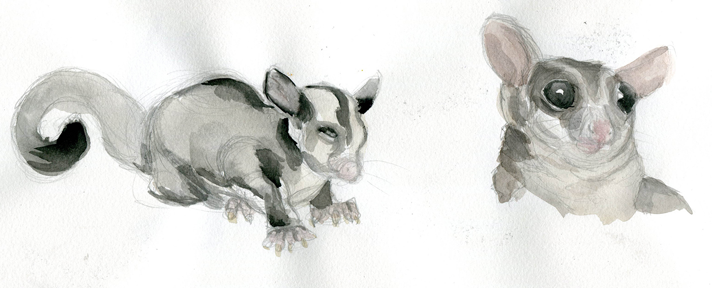 1400x566 Wip Character Design Sugar Glider On Behance - Sugar Glider Sketch