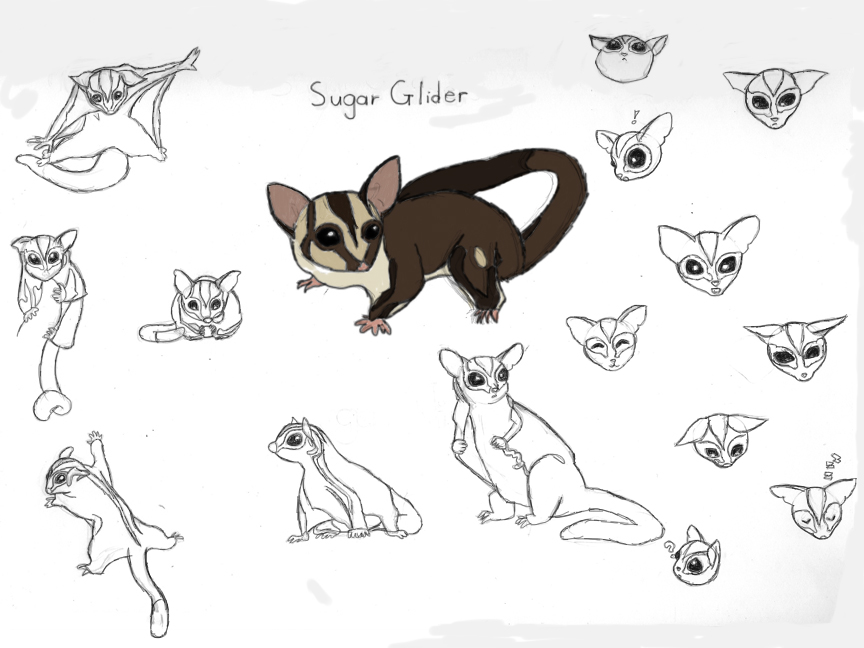 864x648 Week 02 Kmshoemaker - Sugar Glider Sketch