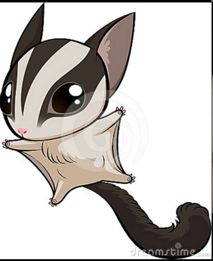 700x858 Sugar Glider Tattoo - Sugar Glider Sketch