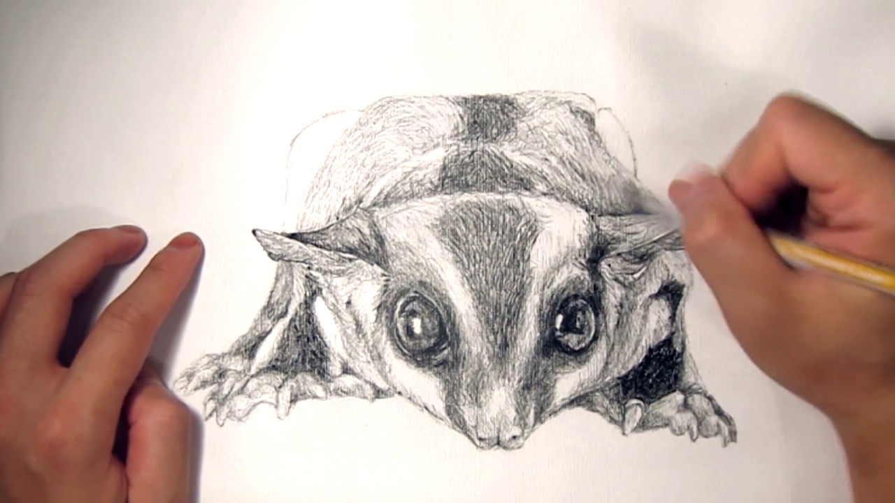 1280x720 Franfranmaster Speed Drawing Animal Portrait 06 - Sugar Glider Sketch
