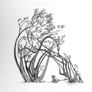 300x300 Summer Season Drawings - Summer Season Sketch