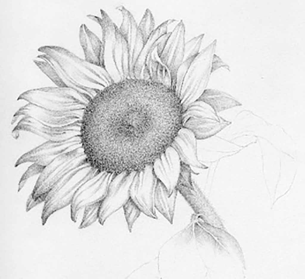 1024x937 Sunflower Pencil Sketch Drawing Sun Flower Drawn Sunflower Pencil - Sun Pencil Sketch