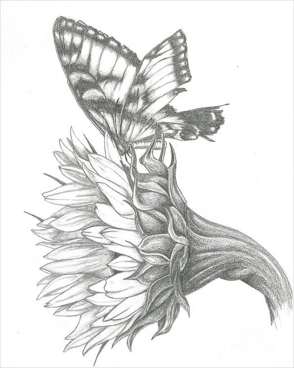 Sunflower Pencil Sketch