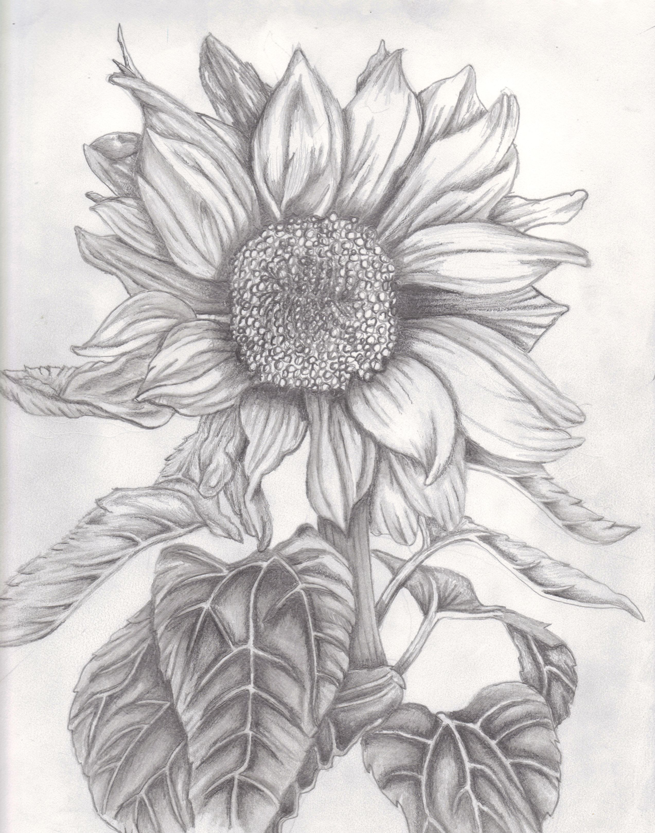 2546x3234 Drawn Sunflower Pencil Sketch - Sunflower Pencil Sketch