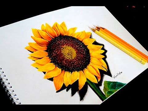 480x360 Drawn Sunflower Pencil Sketch - Sunflower Pencil Sketch
