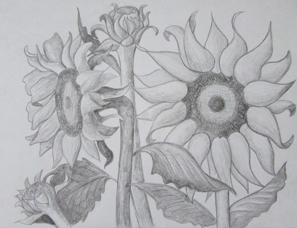 599x460 How To Draw Sunflowers - Sunflower Pencil Sketch
