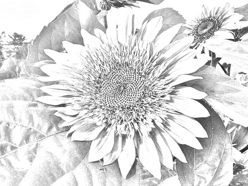 500x375 Indian Summer Sunflower Pencil Sketch 001 - Sunflower Pencil Sketch