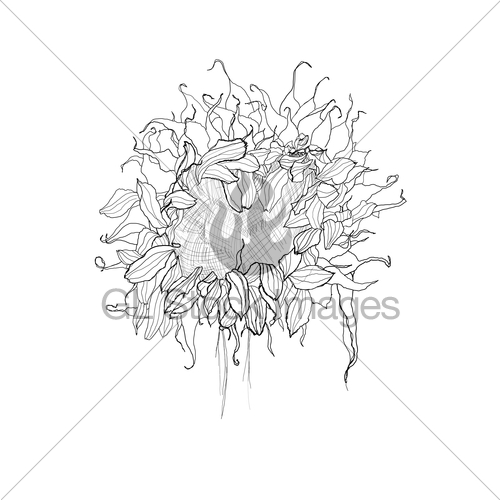 500x500 Pencil Drawing Sunflower Sketch Gl Stock Images - Sunflower Pencil Sketch