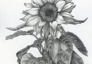 300x210 Pencil Drawings Of Sunflowers Sunflower Pencil Drawing At - Sunflower Pencil Sketch