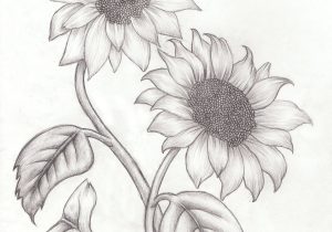 300x210 Sketch Of A Sunflower Sunflower Pencil Drawing Sunflower Pencil - Sunflower Pencil Sketch