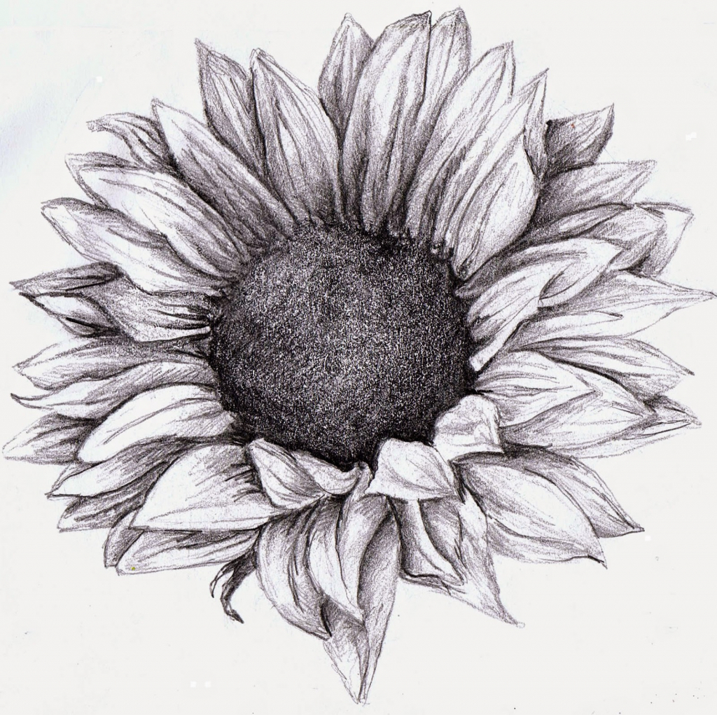 Sunflower Pencil Sketch at Explore collection of