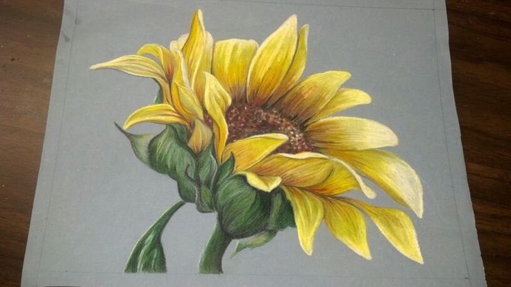 736x414 Sunflower Pencil Drawing Images - Sunflower Pencil Sketch