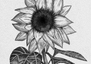 Sunflower Pencil Sketch at PaintingValley.com | Explore collection of ...