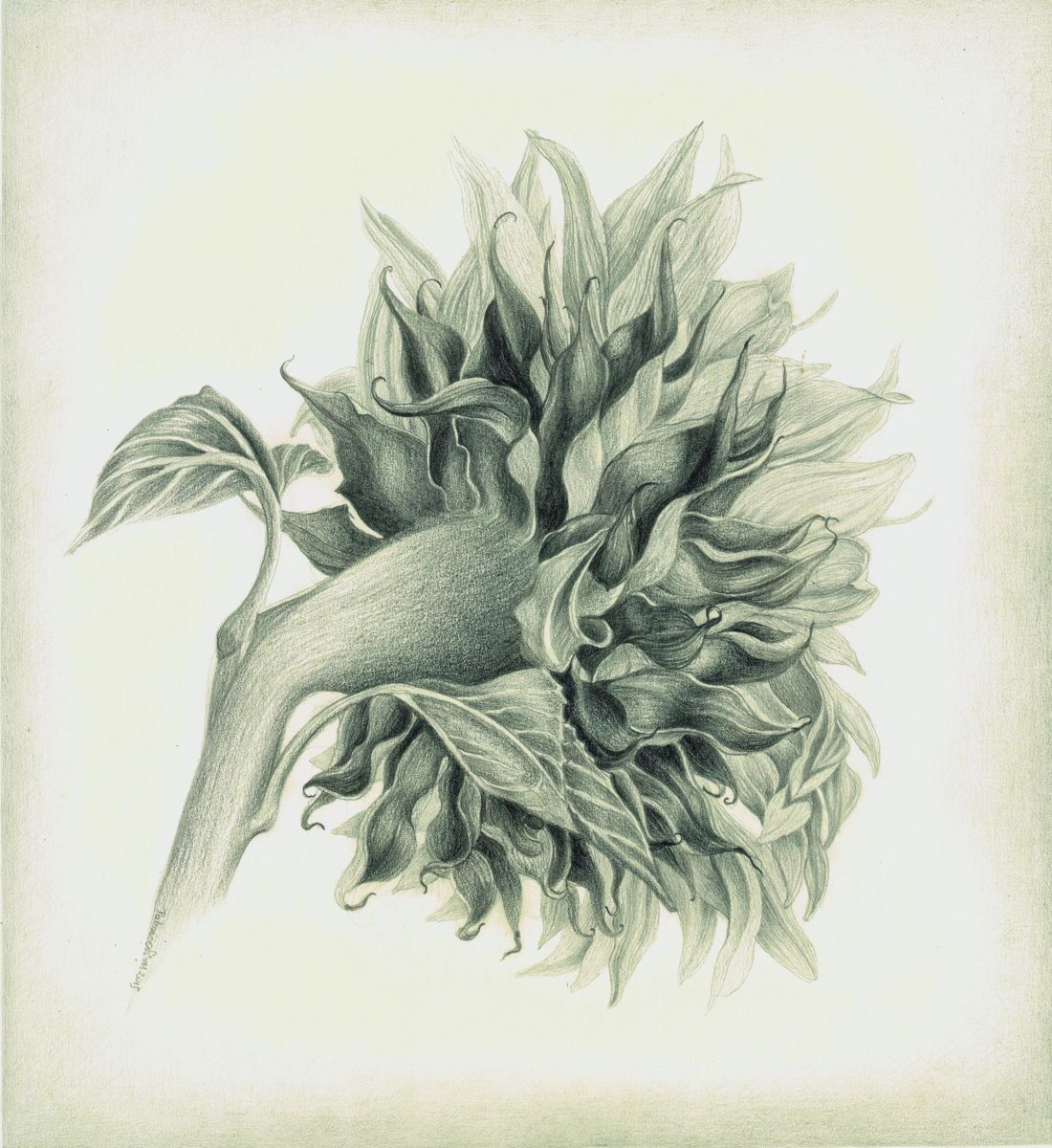 1100x1200 Sunflower Pencil Sketch - Sunflower Pencil Sketch