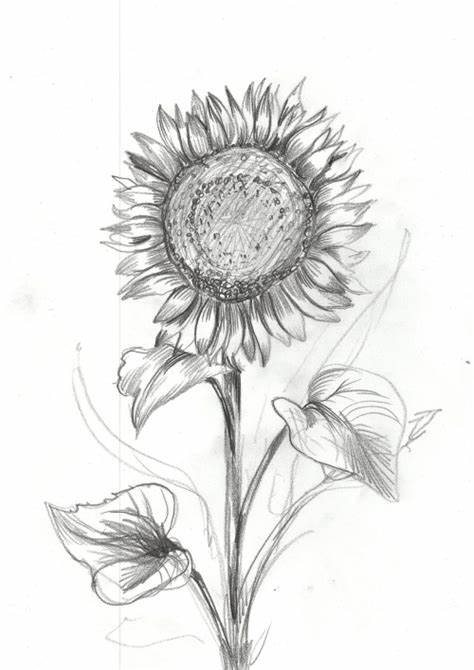474x670 Sunflower Pencil Sketch. Pencil Drawings Pencil Drawing - Sunflower Pencil Sketch