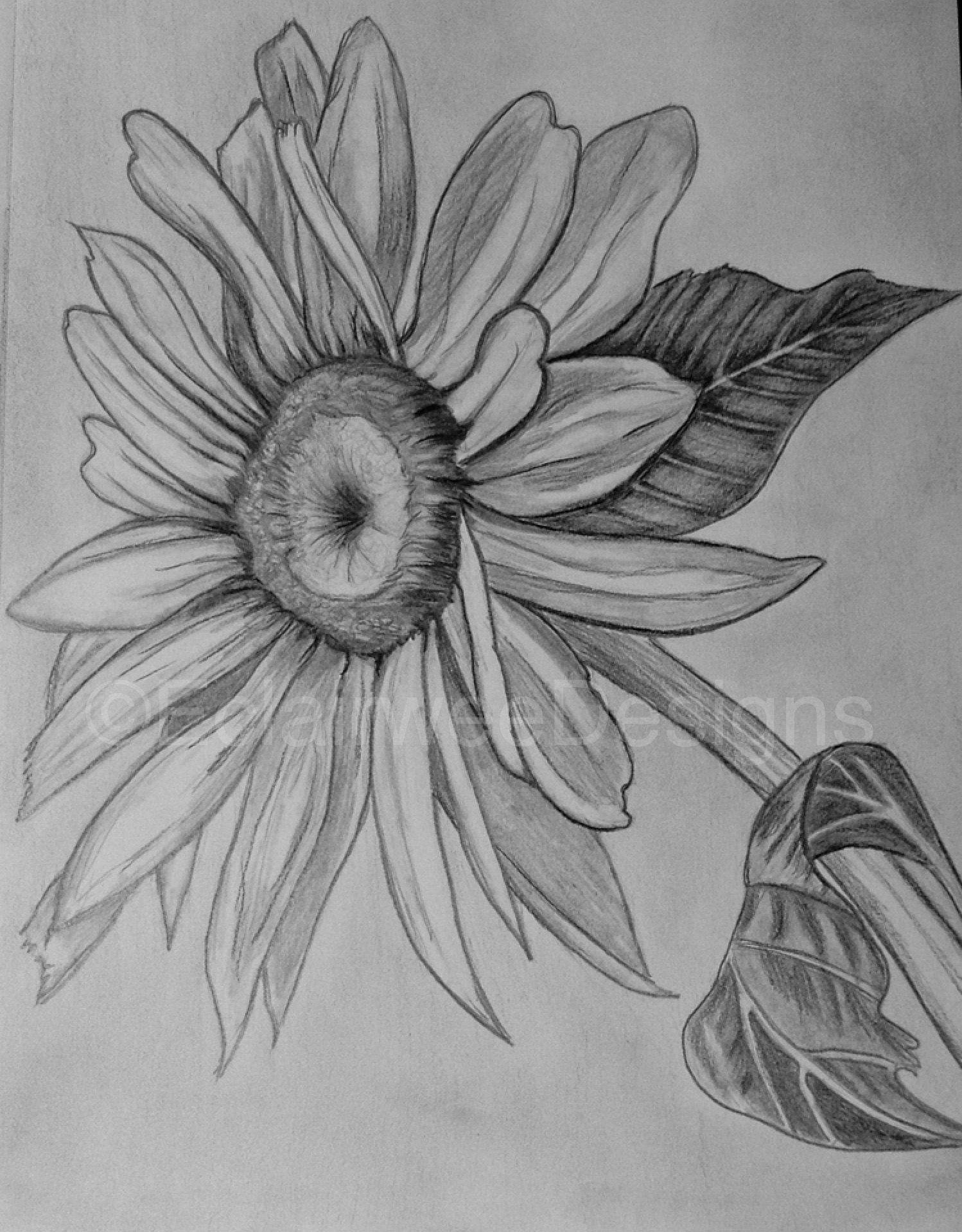 Sunflower Pencil Sketch at PaintingValley.com | Explore collection of ...