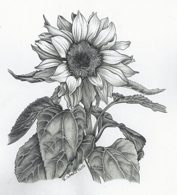 600x659 Trippy Sunflower Pencil Drawings Sunflower On Behance Pencil - Sunflower Pencil Sketch