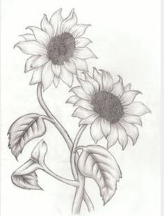 236x311 Pencil Drawings Of Flowers - Sunflower Pencil Sketch