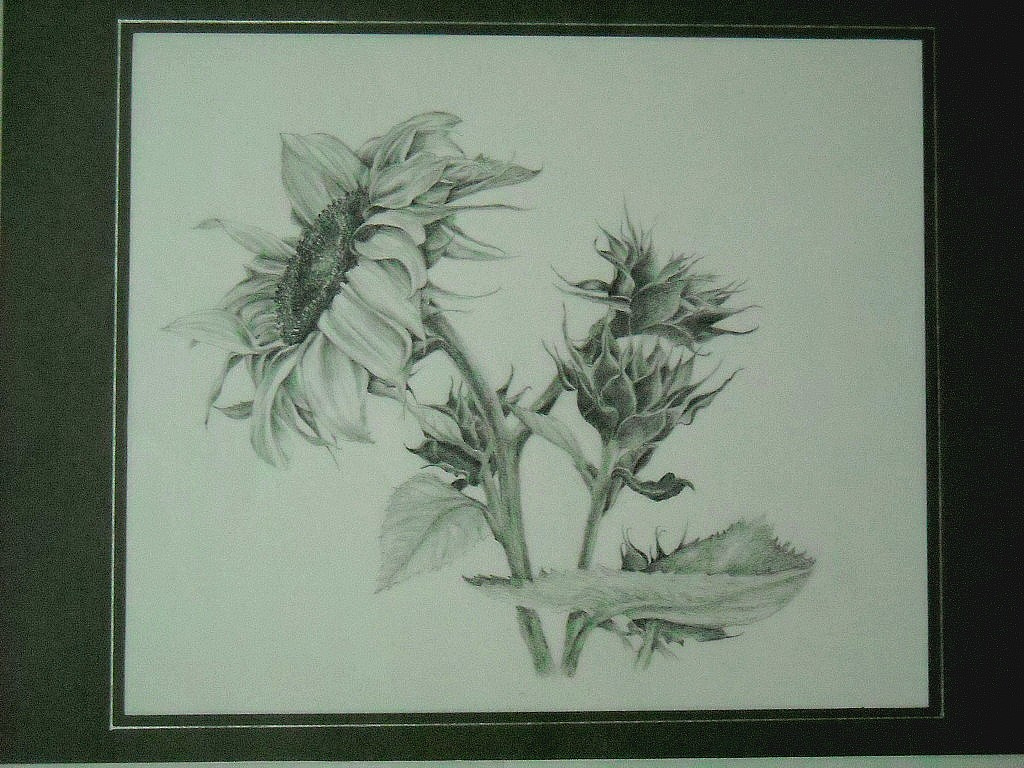 1024x768 Sunflower Pencil Sketch Pencil Sketch Of Sun Flower - Sunflower Pencil Sketch