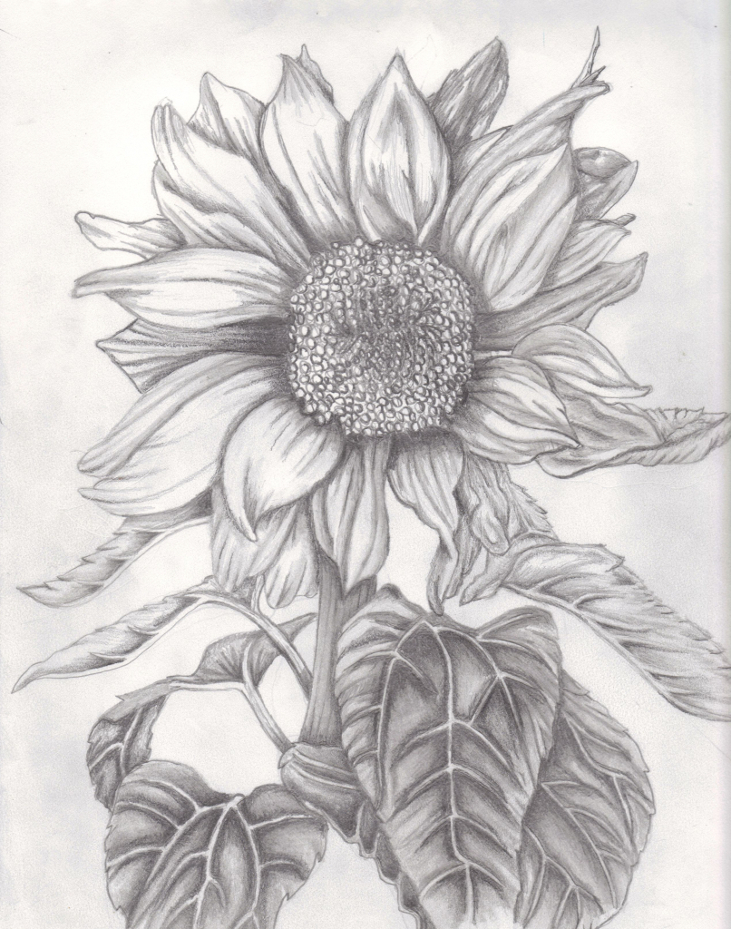 Sunflower Pencil Drawing Images
