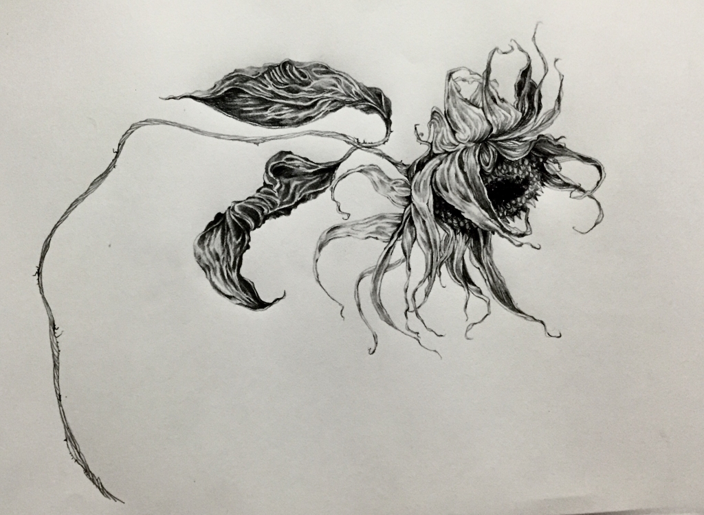 1024x750 Drawn Sunflower Pencil Sketch 3455110 - Sunflower Pencil Sketch