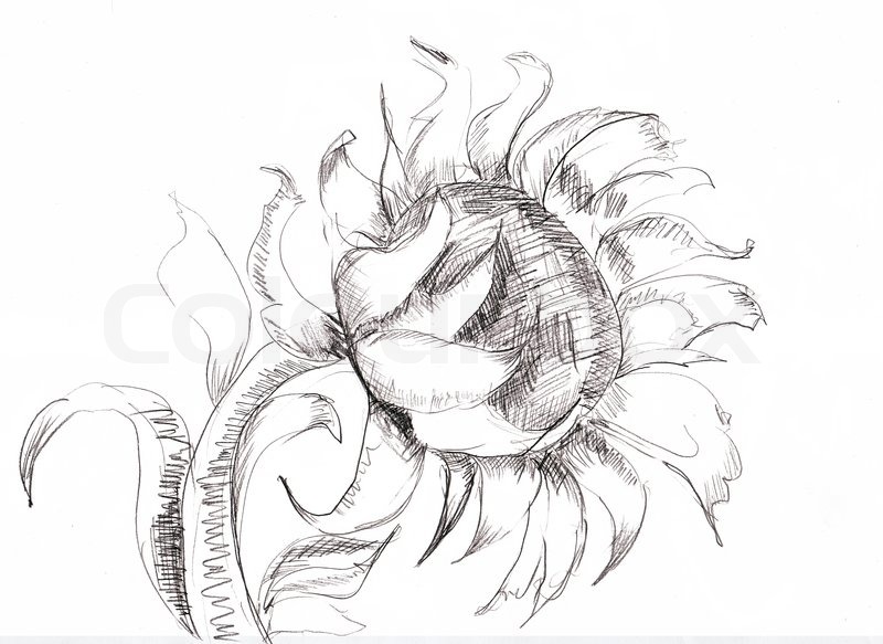 800x583 Sketch With Sunflower Stock Photo Colourbox - Sunflower Sketch