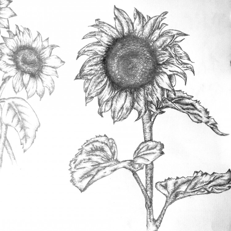 750x750 Solitary Sunflower Sketch - Sunflower Sketch