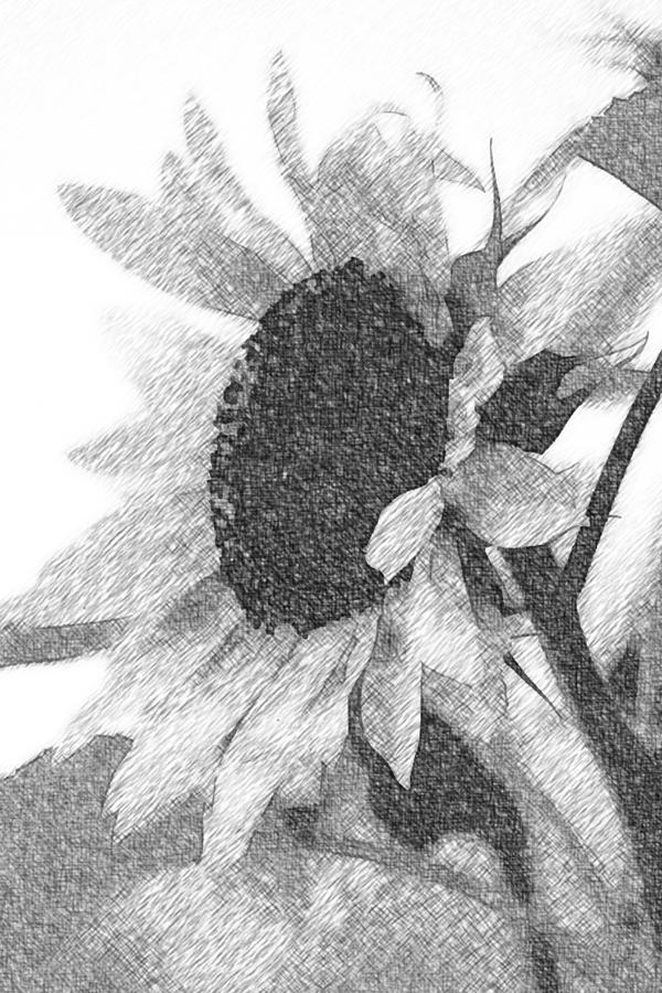 600x900 Sunflower Sketch Photograph By Modern Art - Sunflower Sketch