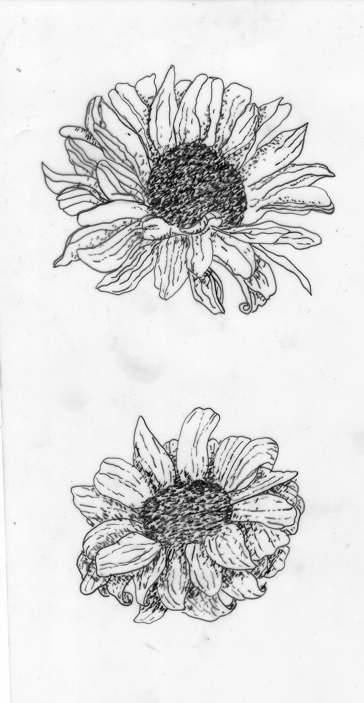 1200x2316 Sunflower Sketch On Behance - Sunflower Sketch