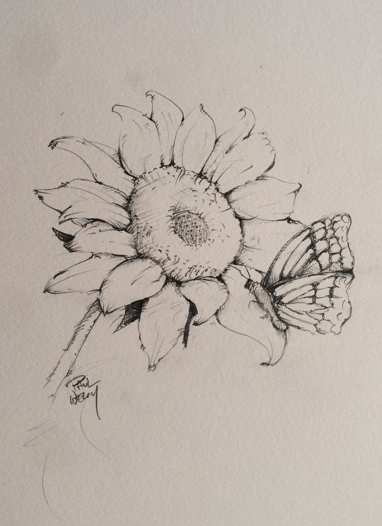 1536x2116 Sunflower And Butterfly Graphite Pencil Original Art Work - Sunflower Sketch