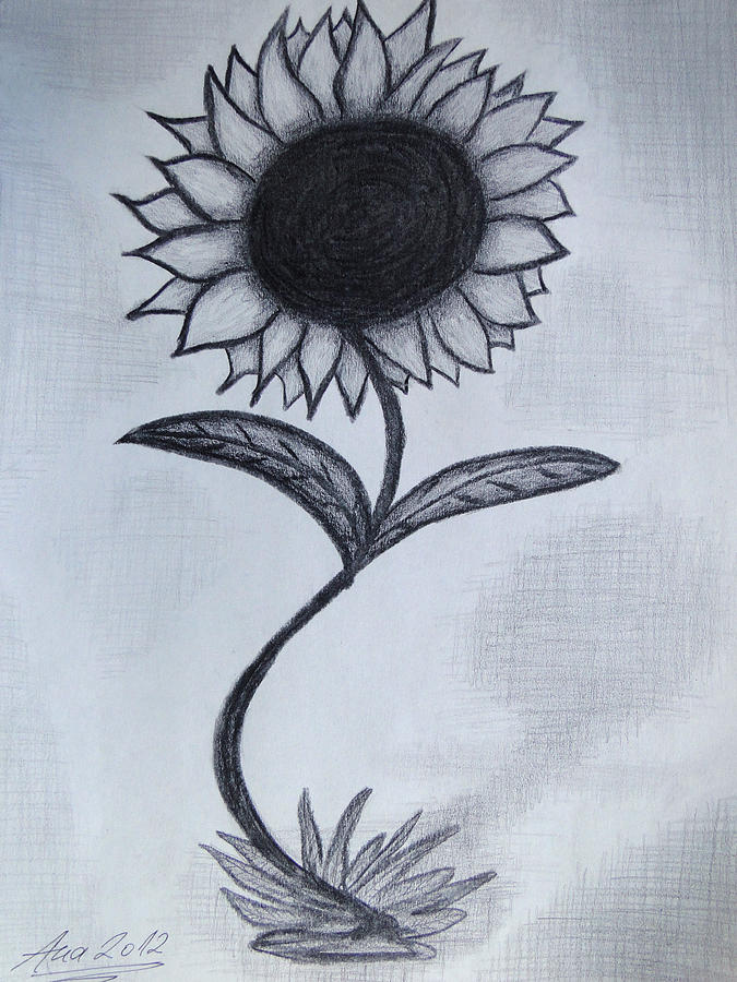 675x900 The Sunflower Drawing By Ana Leko Nikolic - Sunflower Sketch