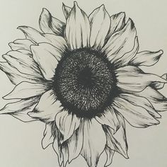 236x236 Sunflower Drawing - Sunflower Sketch