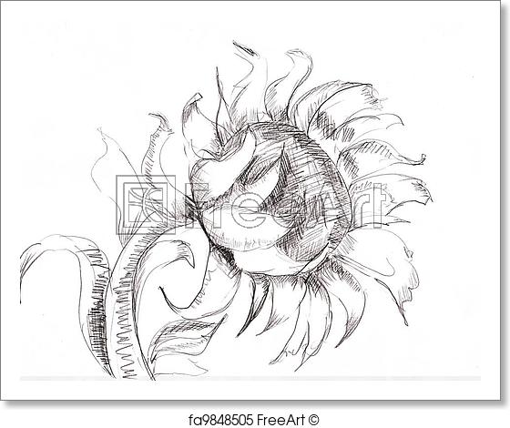 560x470 Free Art Print Of Sketch With Sunflower Freeart Fa9848505 - Sunflower Sketch Images