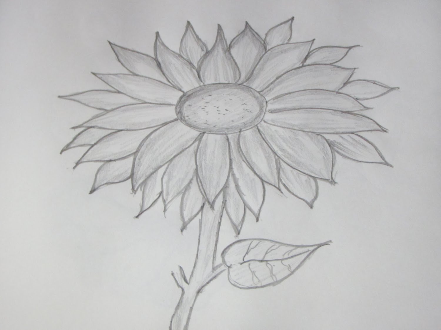 1500x1125 How To Draw And Sketch A Sunflower Using Pencil - Sunflower Sketch Images