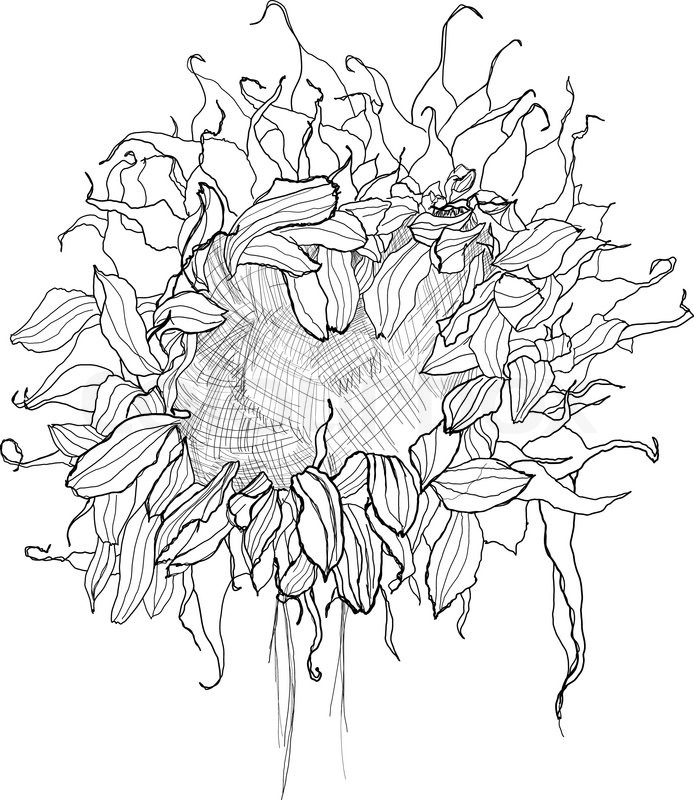 694x800 Pencil Drawing Sunflower Sketch Stock Vector Colourbox - Sunflower Sketch Images