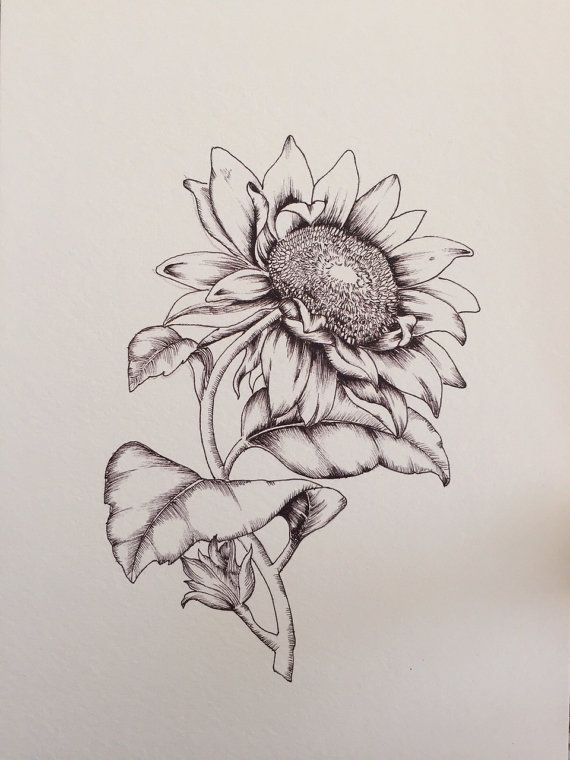 570x760 Sunflower Pic Drawing Drawing Skill - Sunflower Sketch Images