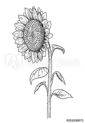 346x500 Sunflower Sketch - Sunflower Sketch Images
